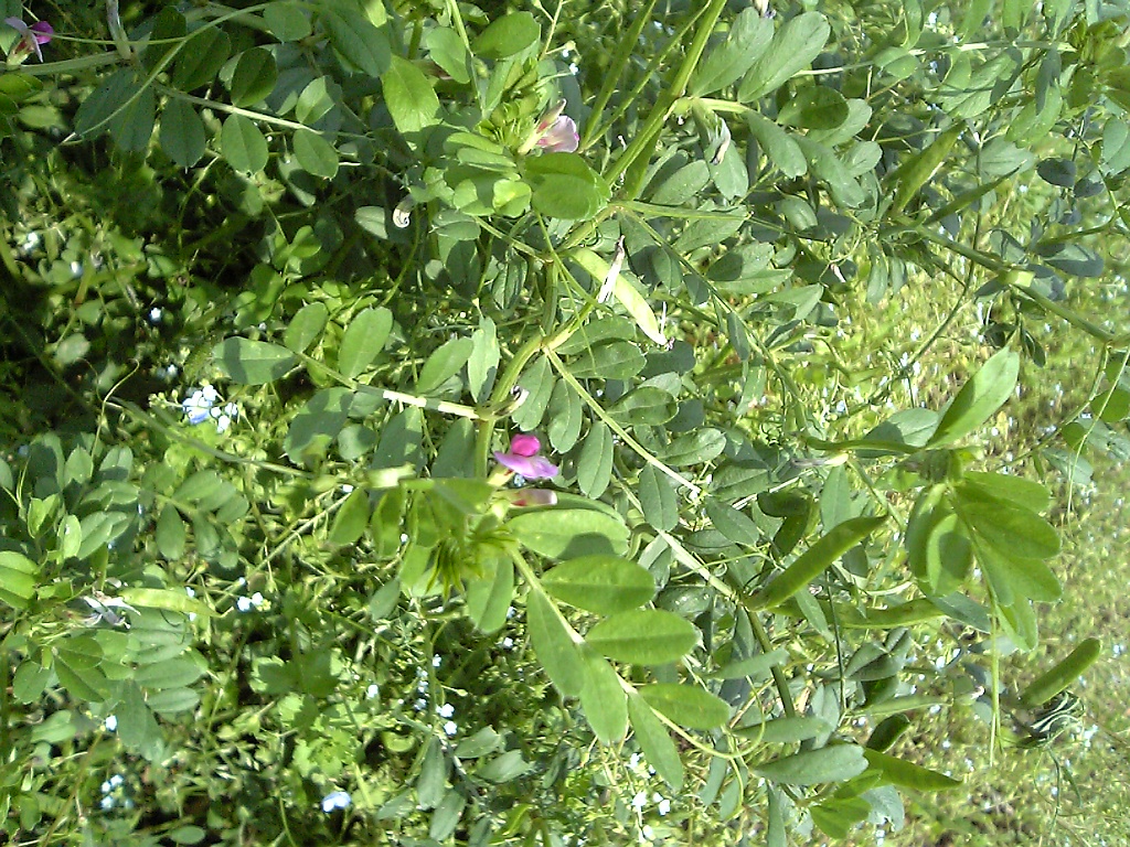 食べられる野草 食べられる野草の検証